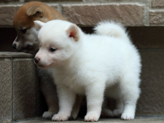 FP5A2106-puupy-shibainu FP5A2106-puupy-shibainu