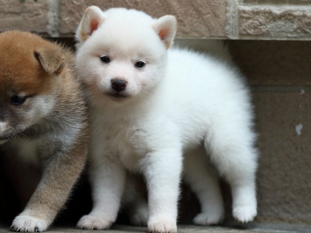 FP5A2113-puupy-shibainu FP5A2113-puupy-shibainu