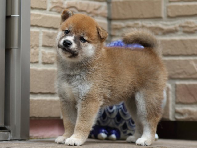 FP5A2137-puupy-shibainu FP5A2137-puupy-shibainu