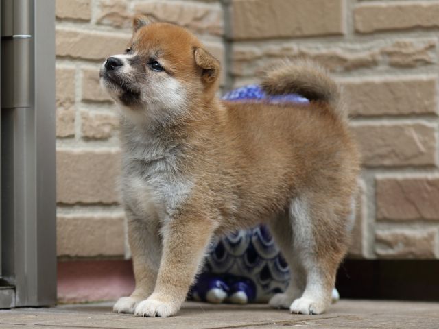 FP5A2139-puupy-shibainu FP5A2139-puupy-shibainu