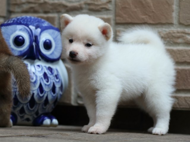 FP5A2146-puupy-shibainu FP5A2146-puupy-shibainu