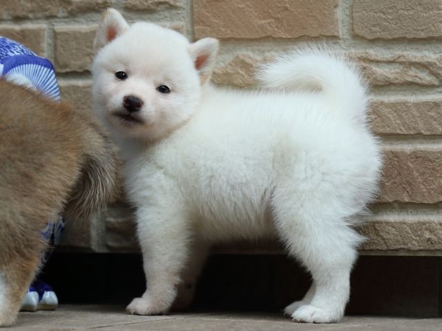 FP5A2161-puupy-shibainu FP5A2161-puupy-shibainu