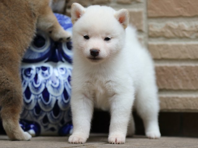 FP5A2172-puupy-shibainu FP5A2172-puupy-shibainu