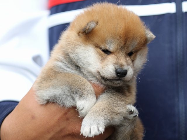 FP5A2215-puupy-shibainu FP5A2215-puupy-shibainu