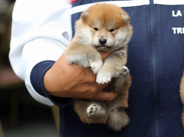 FP5A2220-puupy-shibainu FP5A2220-puupy-shibainu