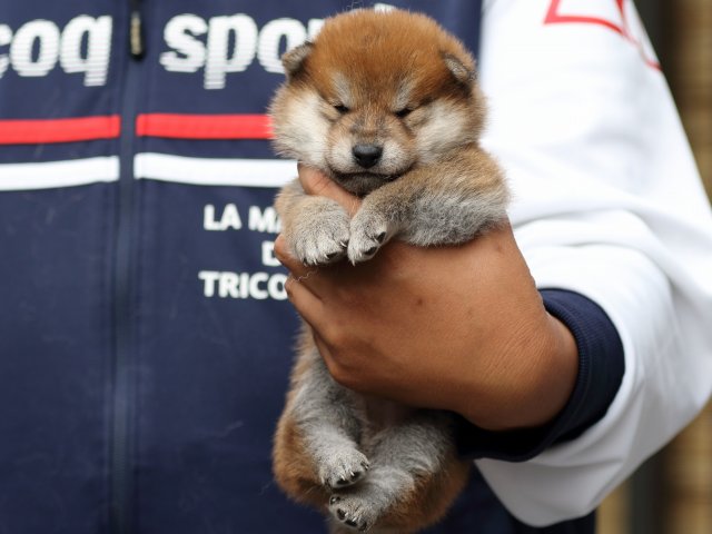 FP5A2234-puupy-shibainu FP5A2234-puupy-shibainu