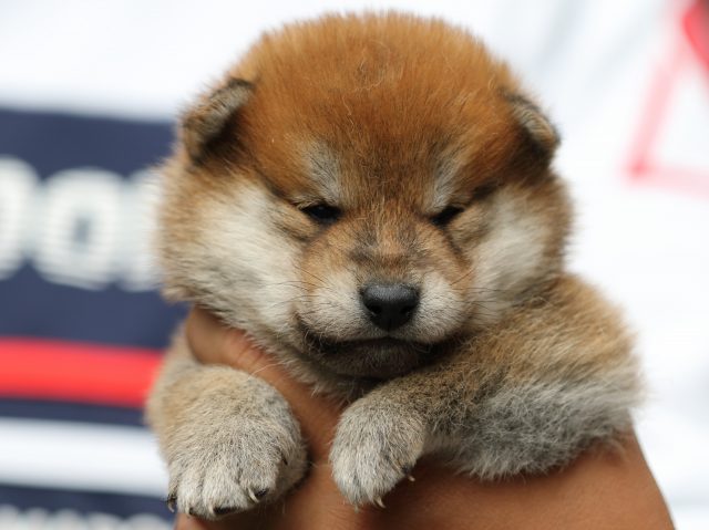 FP5A2243-puupy-shibainu FP5A2243-puupy-shibainu