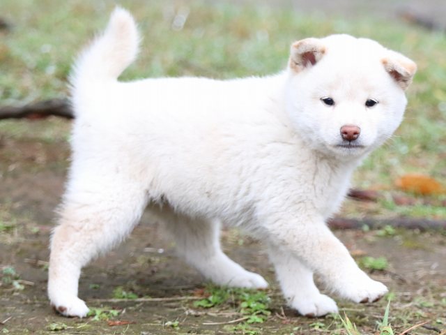 FP5A2292-puupy-shibainu FP5A2292-puupy-shibainu