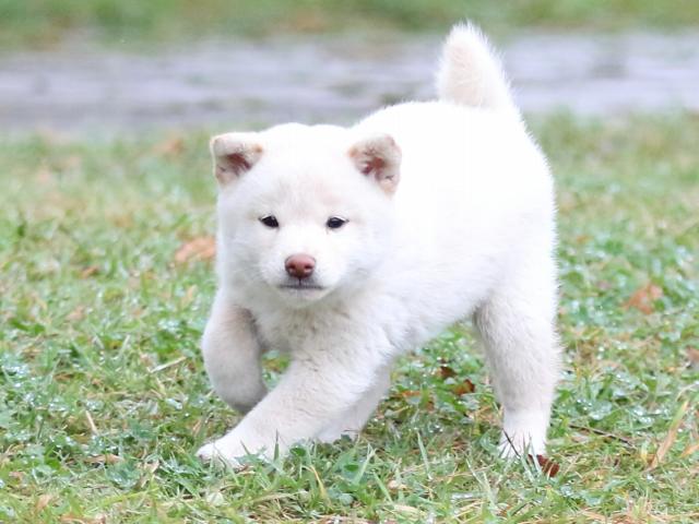 FP5A2314-puupy-shibainu FP5A2314-puupy-shibainu