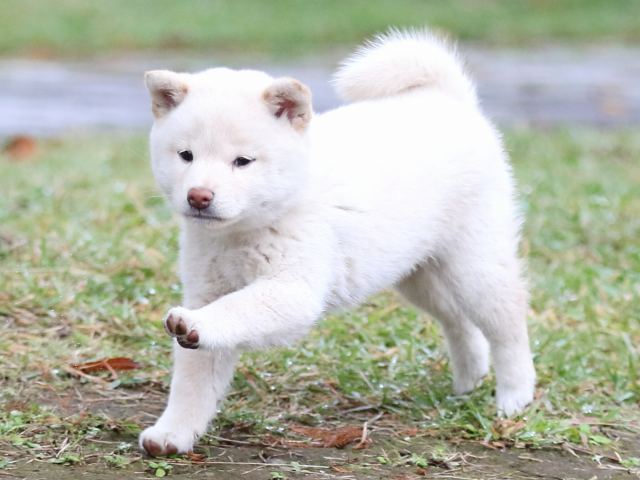 FP5A2317-puupy-shibainu FP5A2317-puupy-shibainu