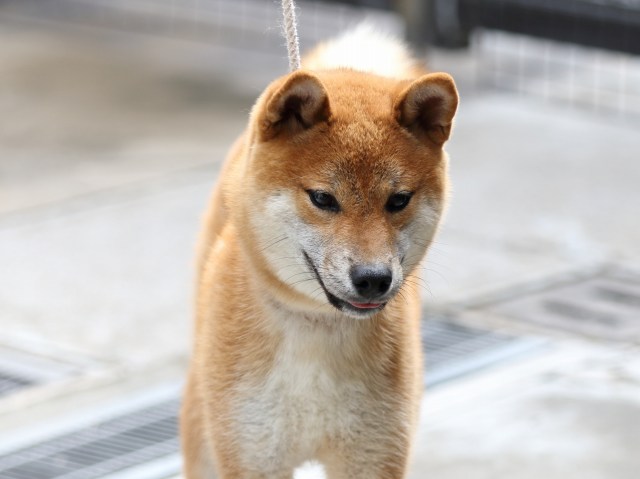 FP5A2340-puupy-shibainu FP5A2340-puupy-shibainu