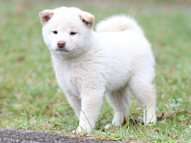FP5A2350-puupy-shibainu FP5A2350-puupy-shibainu