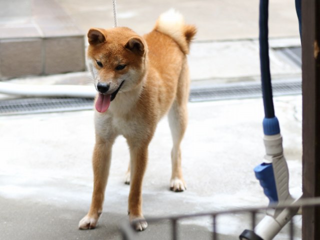 FP5A2352-puupy-shibainu FP5A2352-puupy-shibainu