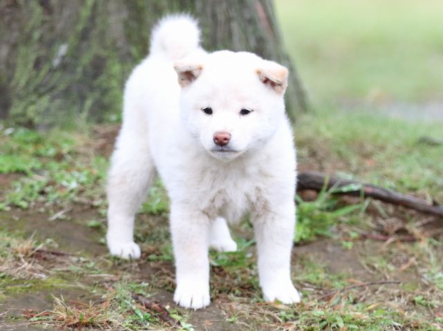 FP5A2359-puupy-shibainu FP5A2359-puupy-shibainu