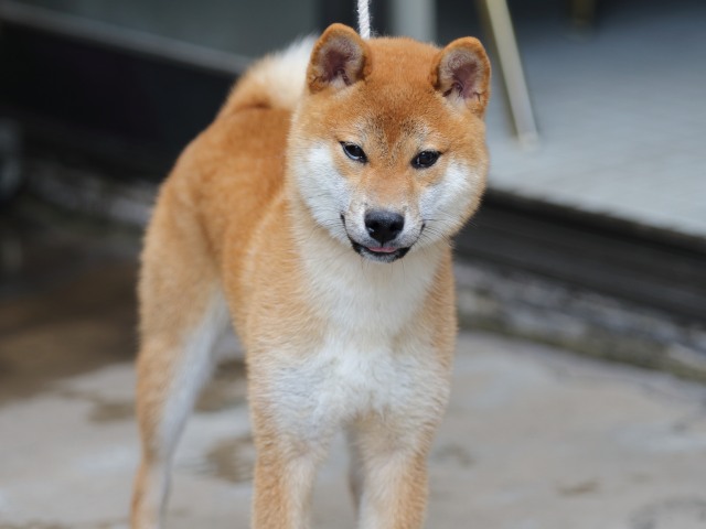 FP5A2370-puupy-shibainu FP5A2370-puupy-shibainu