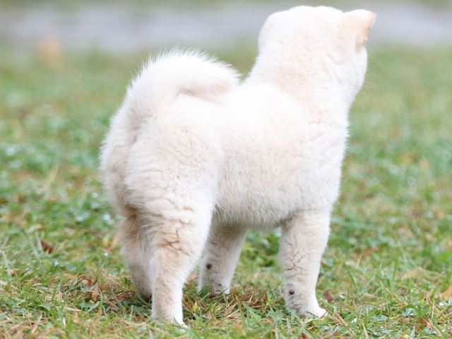 FP5A2381-puupy-shibainu FP5A2381-puupy-shibainu