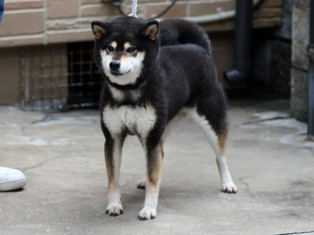 FP5A2391-puupy-shibainu FP5A2391-puupy-shibainu