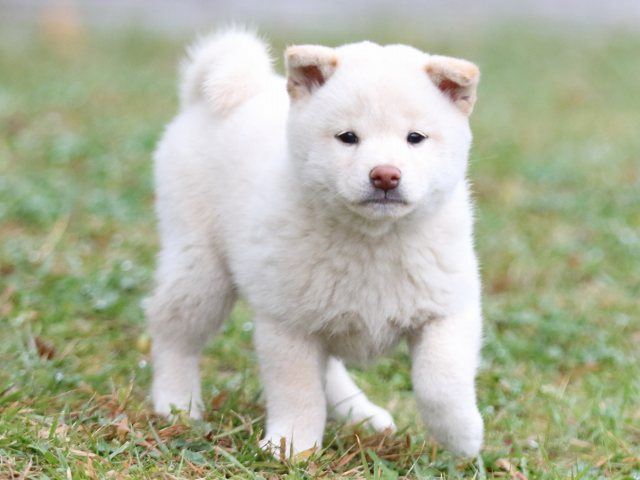 FP5A2392-puupy-shibainu FP5A2392-puupy-shibainu