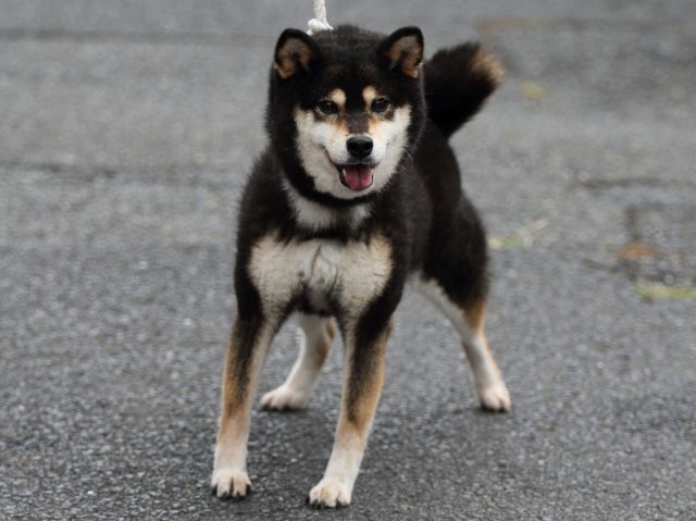 FP5A2421-puupy-shibainu FP5A2421-puupy-shibainu