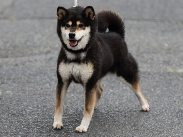FP5A2422-puupy-shibainu FP5A2422-puupy-shibainu