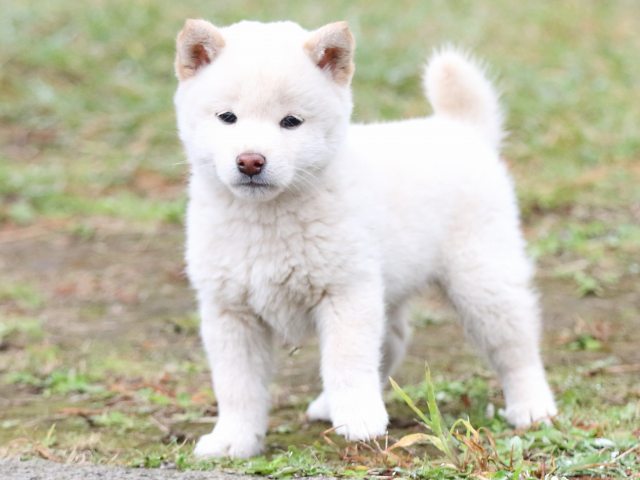 FP5A2440-puupy-shibainu FP5A2440-puupy-shibainu