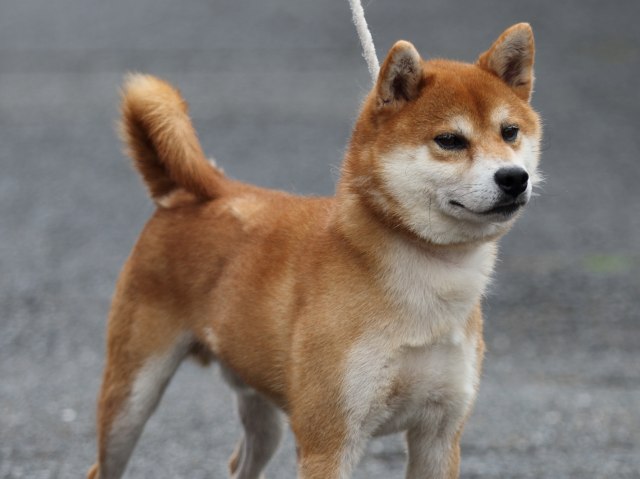 FP5A2445-puupy-shibainu FP5A2445-puupy-shibainu