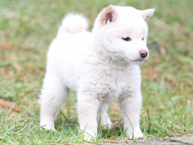 FP5A2452-puupy-shibainu FP5A2452-puupy-shibainu