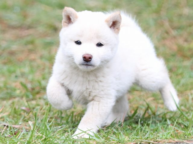 FP5A2460-puupy-shibainu FP5A2460-puupy-shibainu