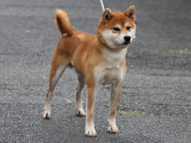 FP5A2462-puupy-shibainu FP5A2462-puupy-shibainu