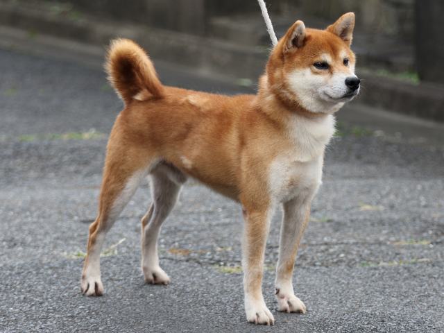 FP5A2467-puupy-shibainu FP5A2467-puupy-shibainu