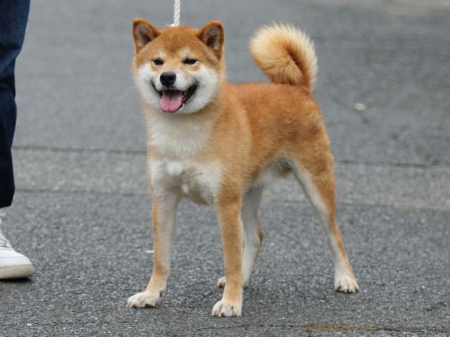 FP5A2481-puupy-shibainu FP5A2481-puupy-shibainu