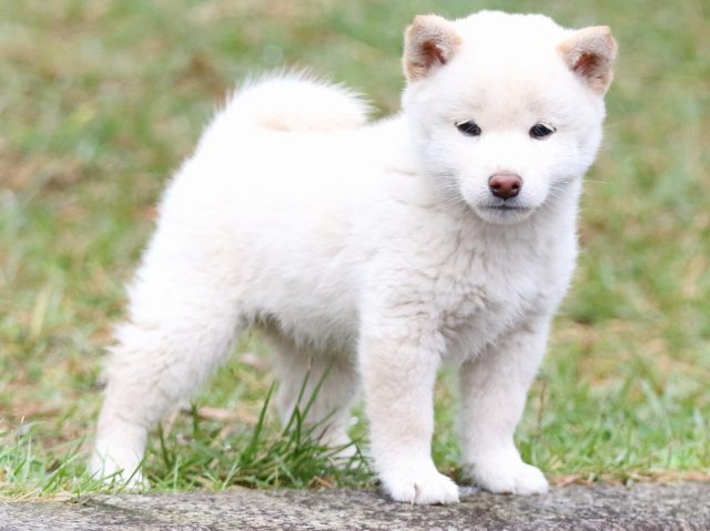 FP5A2483-puupy-shibainu FP5A2483-puupy-shibainu