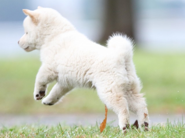 FP5A2494-puupy-shibainu FP5A2494-puupy-shibainu
