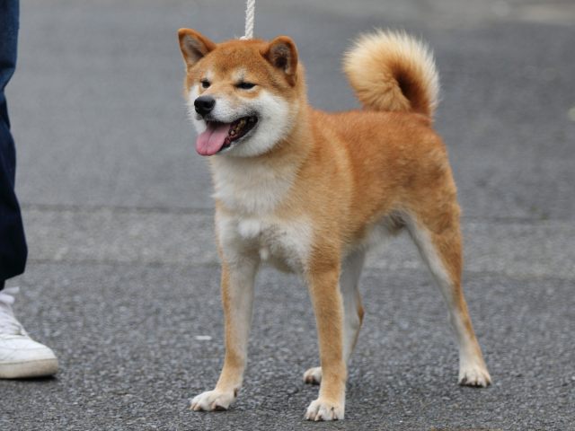 FP5A2504-puupy-shibainu FP5A2504-puupy-shibainu