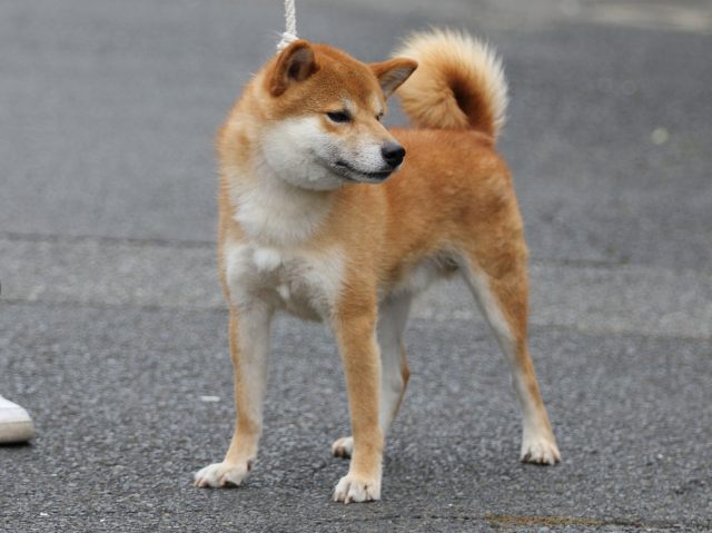 FP5A2512-puupy-shibainu FP5A2512-puupy-shibainu