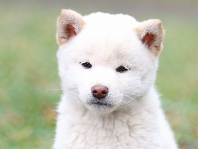 FP5A2519-puupy-shibainu FP5A2519-puupy-shibainu