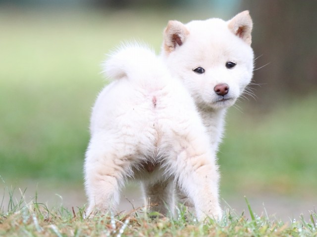 FP5A2552-puupy-shibainu FP5A2552-puupy-shibainu