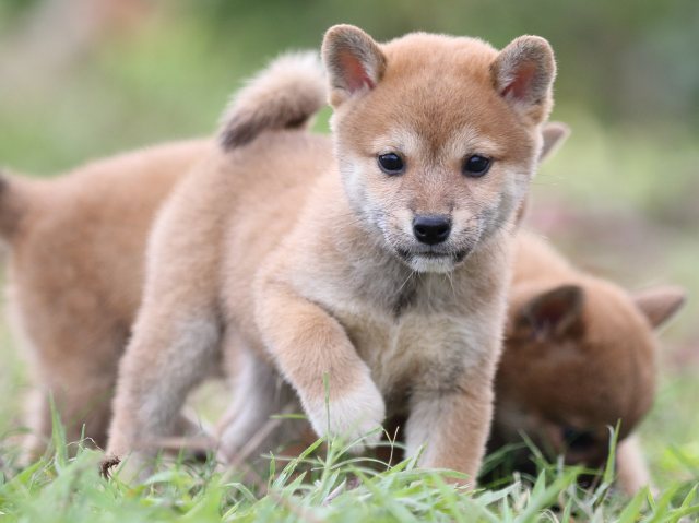 FP5A2564-puupy-shibainu FP5A2564-puupy-shibainu