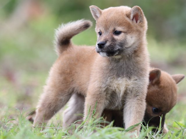 FP5A2581-puupy-shibainu FP5A2581-puupy-shibainu