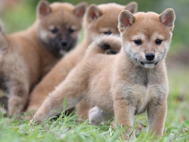 FP5A2591-puupy-shibainu FP5A2591-puupy-shibainu