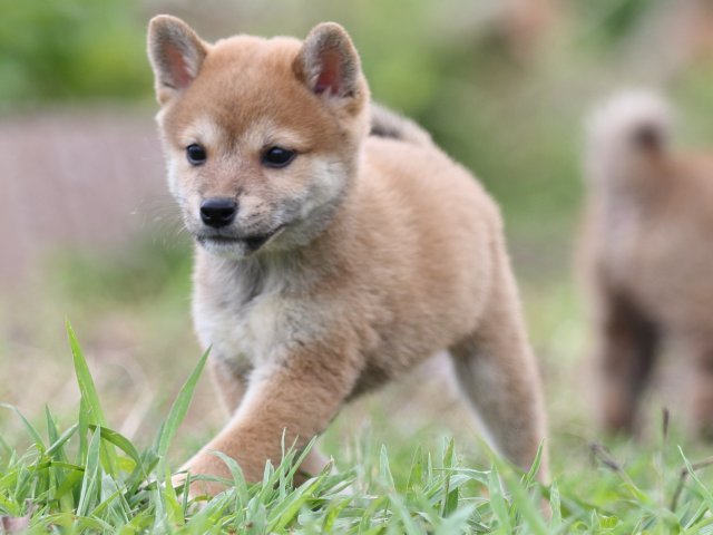 FP5A2602-puupy-shibainu FP5A2602-puupy-shibainu