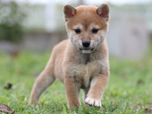 FP5A2613-puupy-shibainu FP5A2613-puupy-shibainu