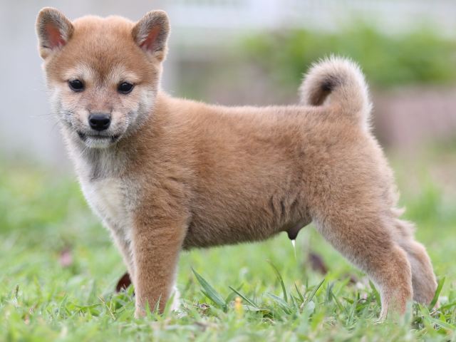 FP5A2630-puupy-shibainu FP5A2630-puupy-shibainu