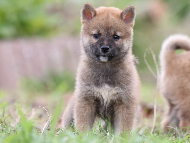 FP5A2645-puupy-shibainu FP5A2645-puupy-shibainu