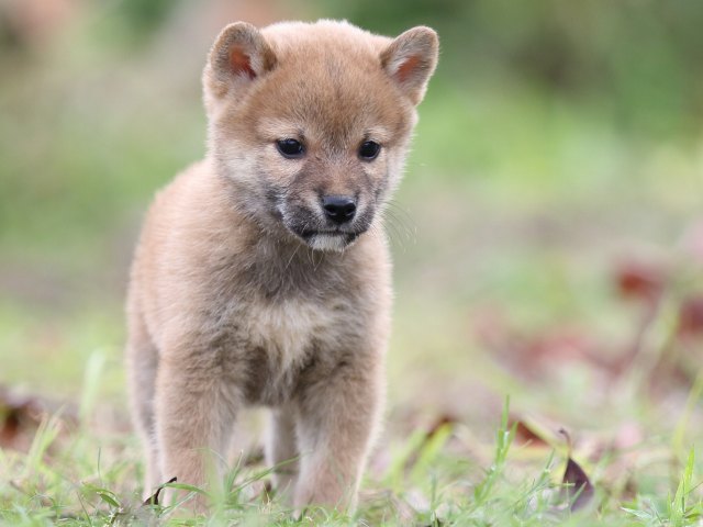 FP5A2652-puupy-shibainu FP5A2652-puupy-shibainu