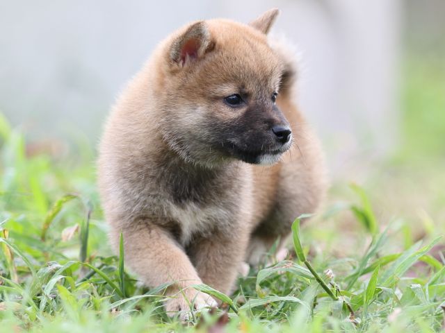 FP5A2659-puupy-shibainu FP5A2659-puupy-shibainu