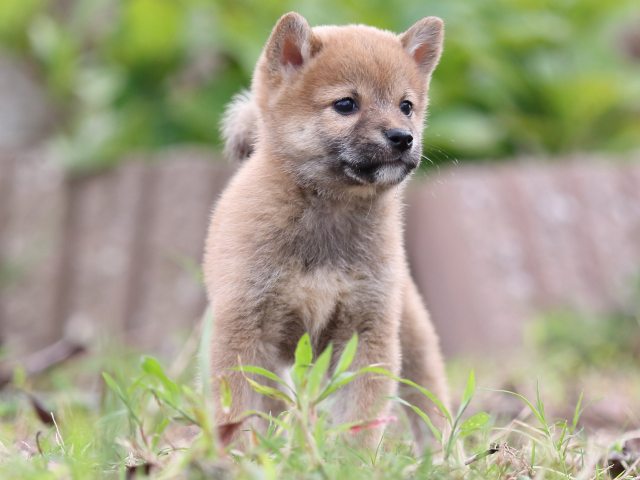 FP5A2692-puupy-shibainu FP5A2692-puupy-shibainu