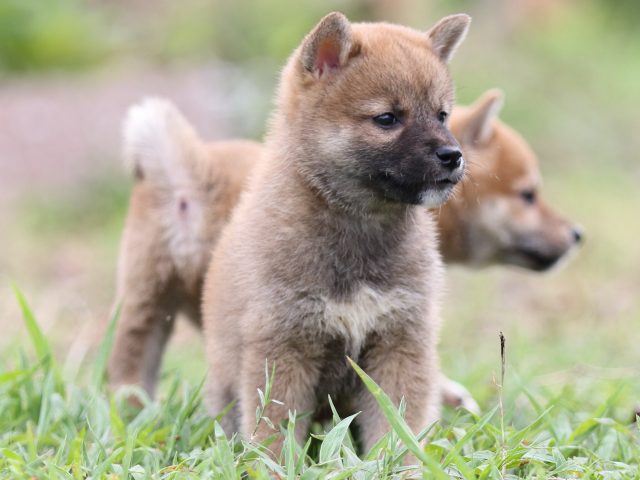 FP5A2697-puupy-shibainu FP5A2697-puupy-shibainu