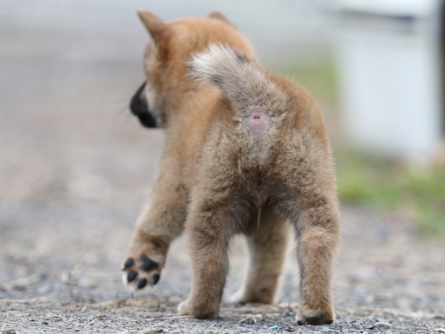 FP5A2722-puupy-shibainu FP5A2722-puupy-shibainu