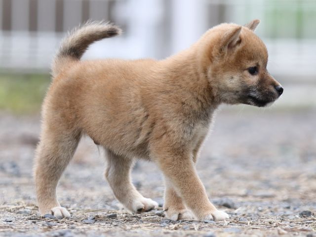FP5A2751-puupy-shibainu FP5A2751-puupy-shibainu